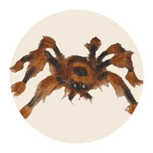 Halloween Spiders and Spider Web Décor
