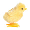 Aurora World Easter Wind Up Chick, Yellow, 3 Inches, 1 Count 092943401563