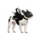 FUN WORLD Costumes Ghost Face Rider Vest for Pets