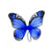 IVY TRADING INC. Costume Accessories Blue Monarch Butterfly Wings for Adults 9790000024434