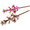 LEGO Toys & Games LEGO Botanical Cherry Blossoms, 40725, Ages 8+, 430 Pieces 673419393089