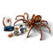 LEGO Toys & Games LEGO Harry Potter Aragog in the Forbidden Forest, 76434, Ages 7+, 195 Pieces 673419393546