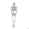 MORRIS COSTUMES Halloween Posable Disco Skeleton, 60 Inches, 1 Count 197640529128