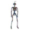 REGEN PRODUCTS CORP. Halloween Electroplated Skeleton, 16 Inches, 1 Count 721003899728