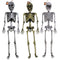 REGEN PRODUCTS CORP. Halloween Hanging Skeleton, 36 Inches, Assortment, 1 Count