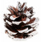 SANTEX Christmas White Pine Cones, 12 Count 3660380108443