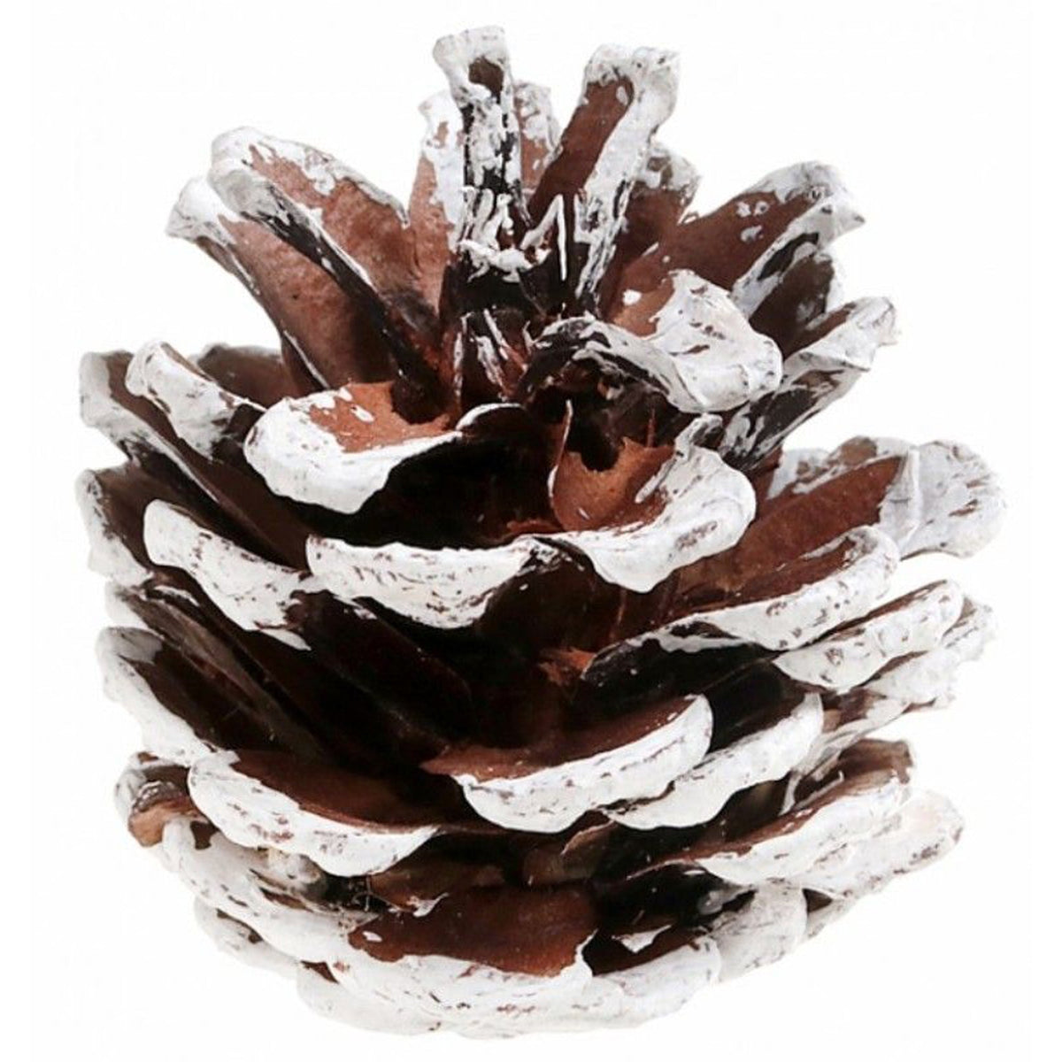 SANTEX Christmas White Pine Cones, 12 Count 3660380108443
