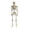 SEASONS HK USA INC Halloween Animated Light-Up Skeleton, 36 Inches, 1 Count