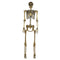 SEASONS HK USA INC Halloween Gold Posable Skeleton, 60 Inches, 1 Count 190842836452