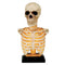 SEASONS HK USA INC Halloween Light-Up Skeleton Bust, 16 Inches, 1 Count