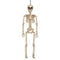 SUNSTAR INDUSTRIES Halloween Skeleton, 16 Inches, 1 Count