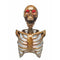 SUNSTAR INDUSTRIES Halloween Skeleton with Light-Up Torso, 1 Count 762543488003