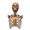 SUNSTAR INDUSTRIES Halloween Skeleton with Light-Up Torso, 1 Count 762543488003