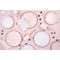 YIWU SANDY PAPER PRODUCTS CO., LTD Everyday Entertaining Candy Land Large Lunch Paper Plates, Light Pink, 9 Inches, 8 Count 810120712680