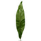 Buy Decorations Bird Nest Leaf sold at Party Expert