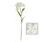 Buy Decorations Hydrangea Stem - Cream sold at Party Expert