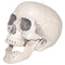 Buy Halloween Realistic plastic skull, 6 inches sold at Party Expert