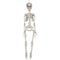 Buy Halloween Realistic Skeleton, 36 inches sold at Party Expert