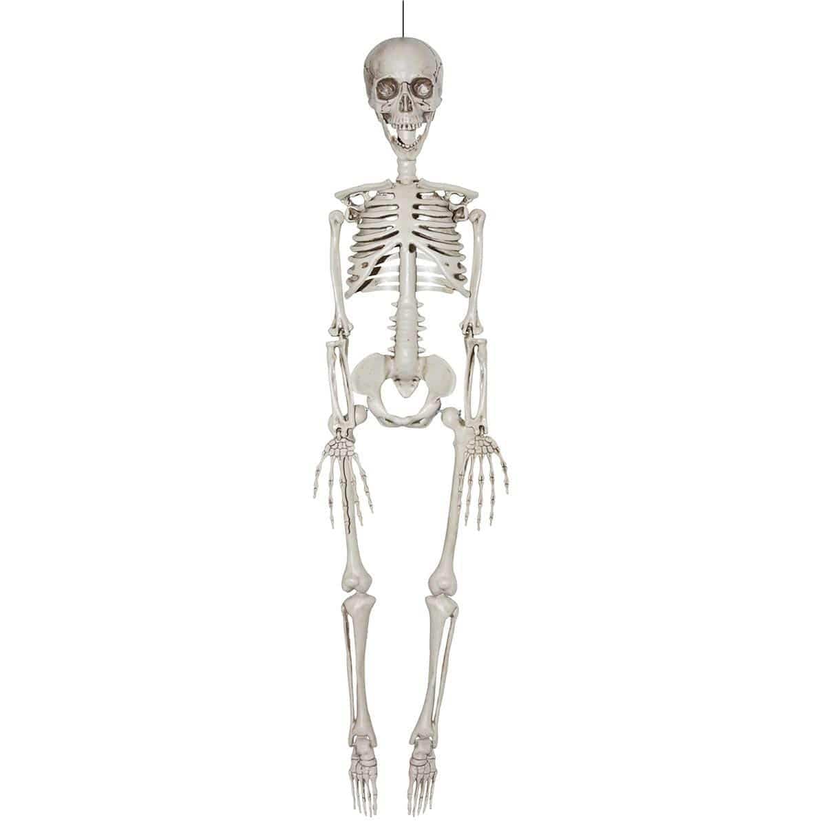 Buy Halloween Realistic Skeleton, 36 inches sold at Party Expert